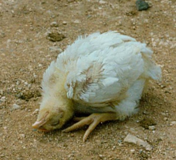 Симптомы и признаки птичьего гриппа у кур с описанием больных птиц