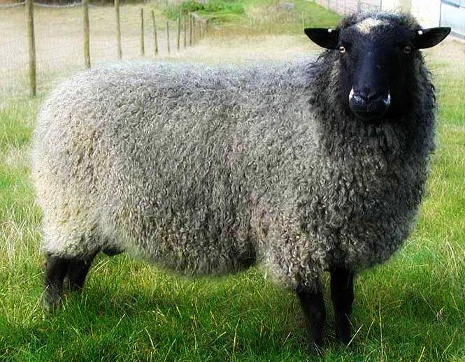 Описание самых популярных мясных пород овец, их отличительные особенности и правила разведения