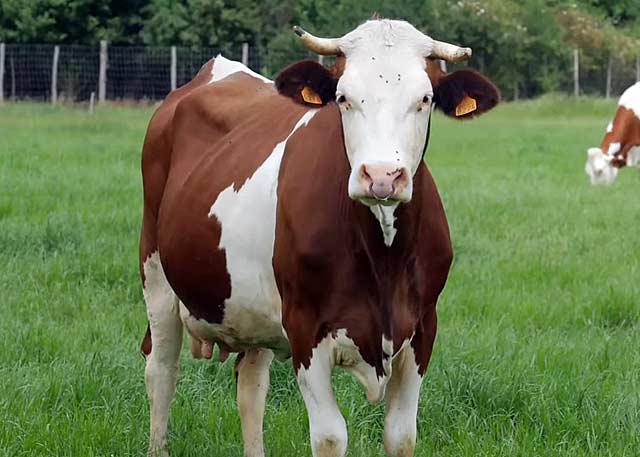 Почему у коровы нет жвачки: что делать, как лечить в домашних условиях - лучший фермер