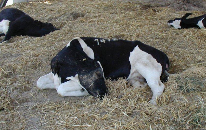 Болезни коров и их симптомы, а также способы лечения