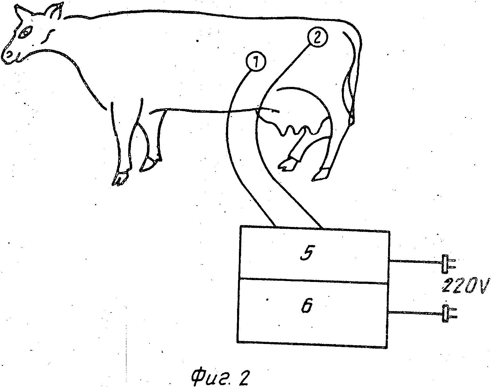 Стельность коровы: что это, как определить, календарь, способы