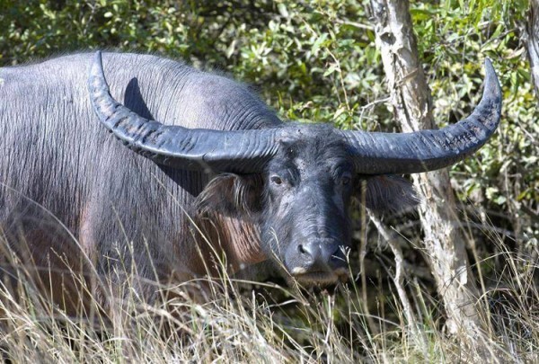Все об индийском (азиатском, водяном) буйволе арни: подробная информация