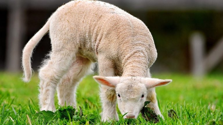 Как называют детеныша овцы и барана: обзор и фото