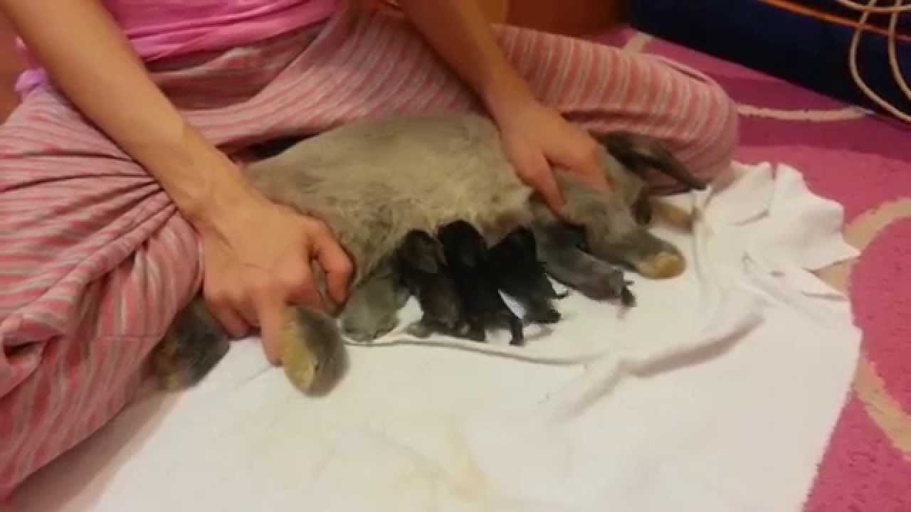 Как выкормить крольчат без крольчихи с первых дней жизни: искуственное кормление новорожденных кроликов