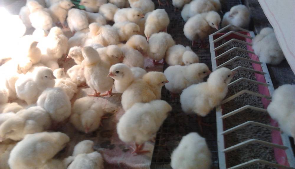 Кормление цыплят бройлеров, уход за ними в домашних условиях и болезни от неправильного рациона, особенности питания породы в разном возрасте