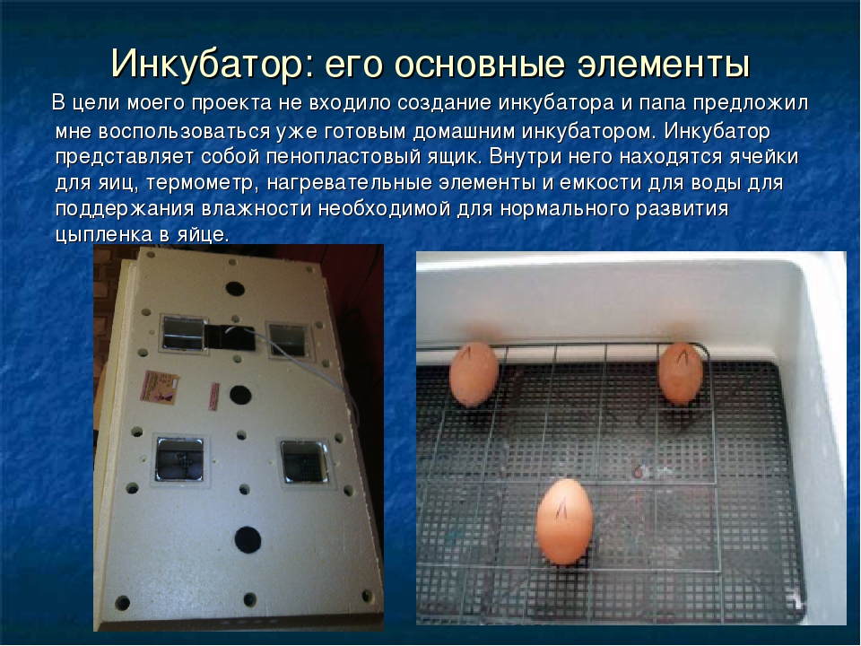 Инкубация фазаньих яиц в домашних условиях: режим инкубации, таблица, температура