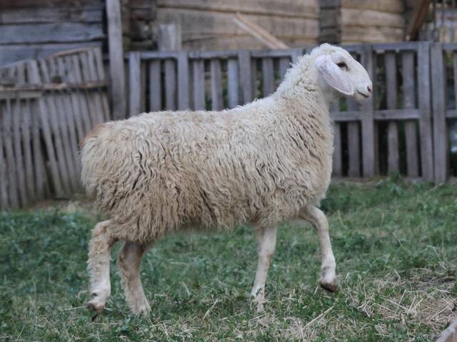 Эдильбаевская порода овец: характеристика и фото