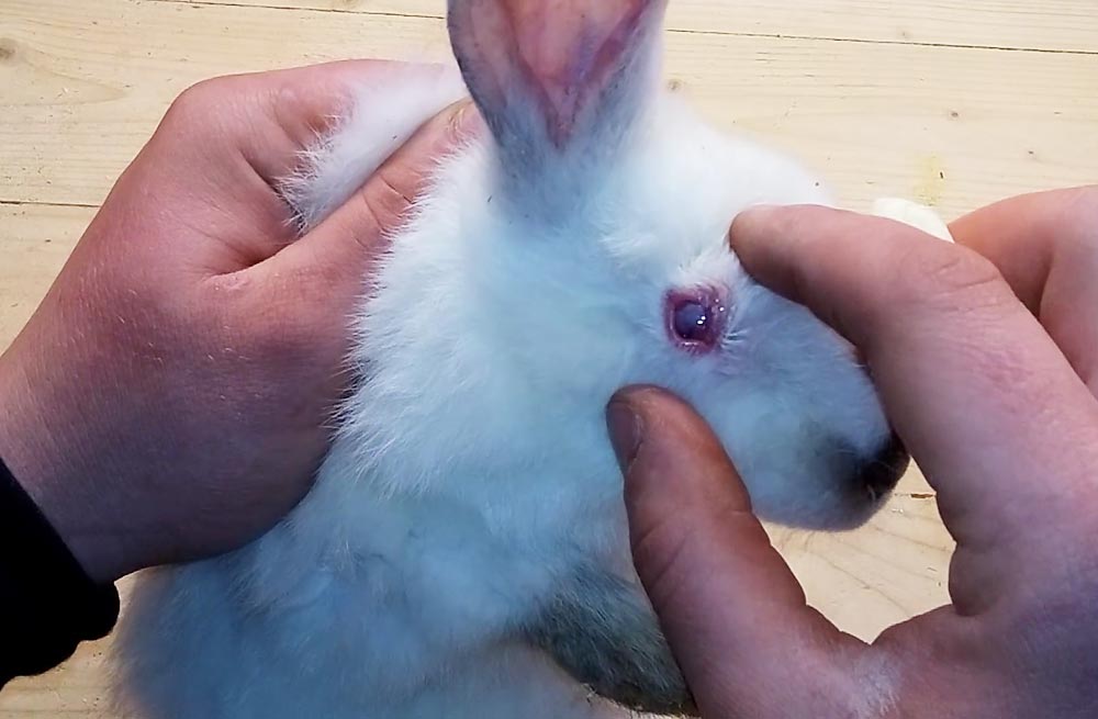 Болезни глаз кроликов: лечение в домашних условиях, фото, симптомы