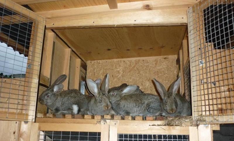 Разведение кроликов
