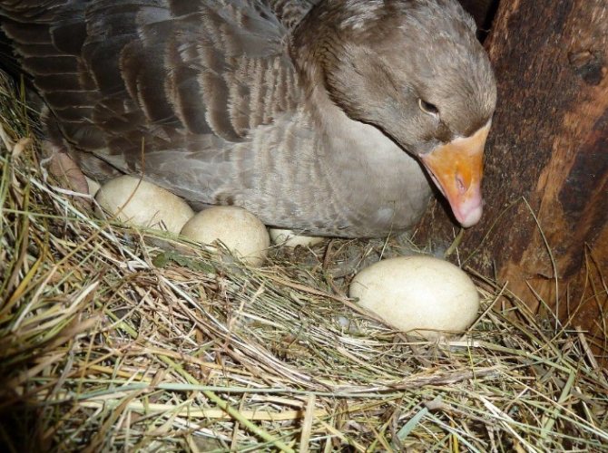 Когда начинают нестись домашние гуси: сколько яиц несет гусыня в год и другая важная информация
