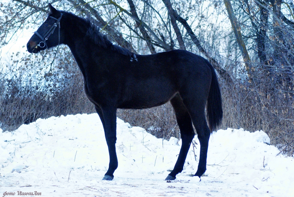 Лошади алтайского края: характеристика алтайской и новоалтайской пород коней, их содержание