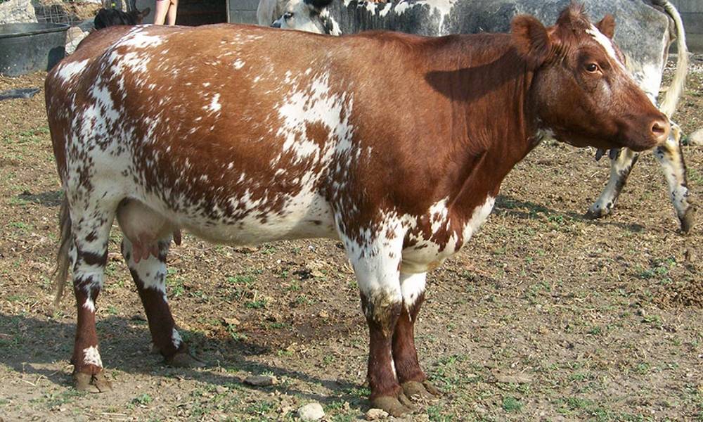 Комолая корова: что такое комолость у крупного рогатого скота? почему безрогость доминирует над рогатостью? тонкости их содержания
