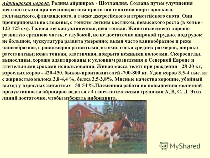 Описание и характеристики коров латвийской голубой породы, их содержание