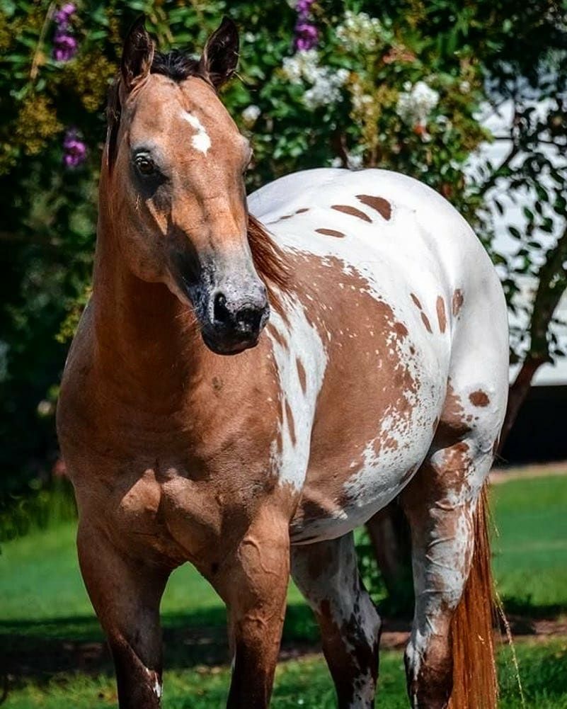 Самые красивые лошади в мире - топ-5 пород