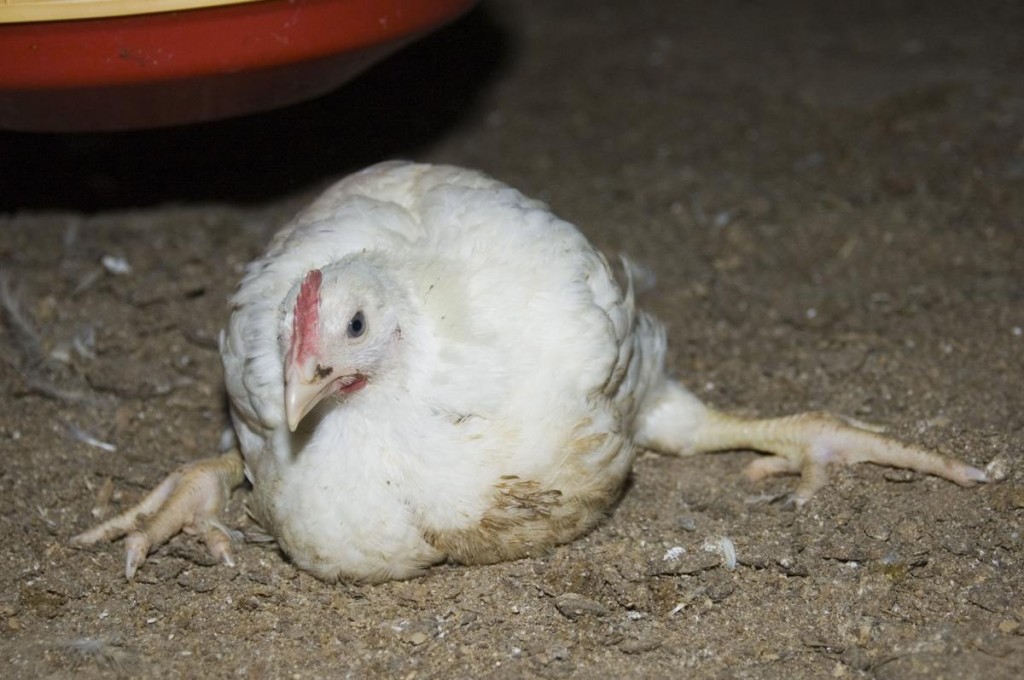 Цыплята падают на ноги: чем лечить? возраст 10-15 дней