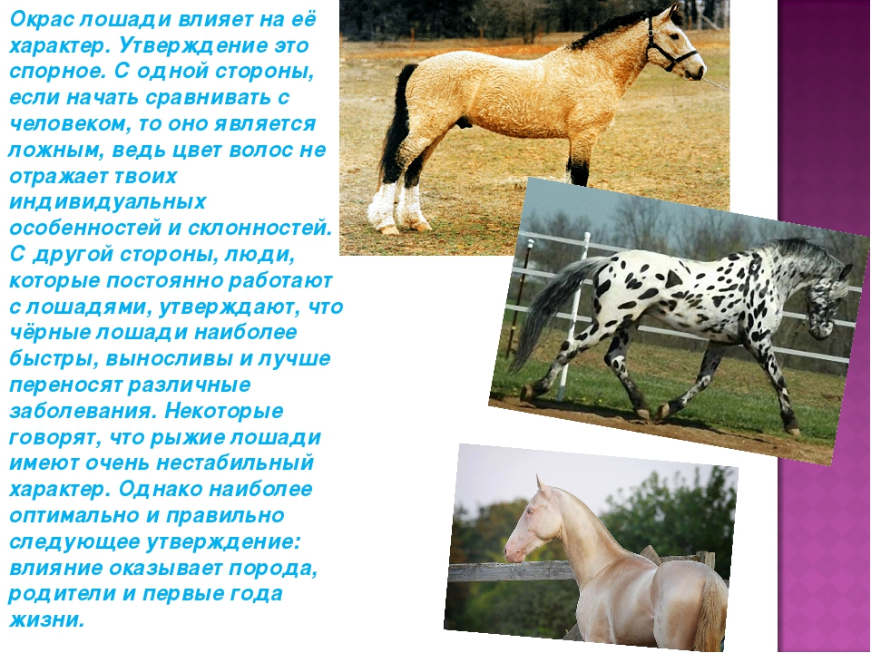 Кто такая лошадь пржевальского: история, образ жизни и интересные факты