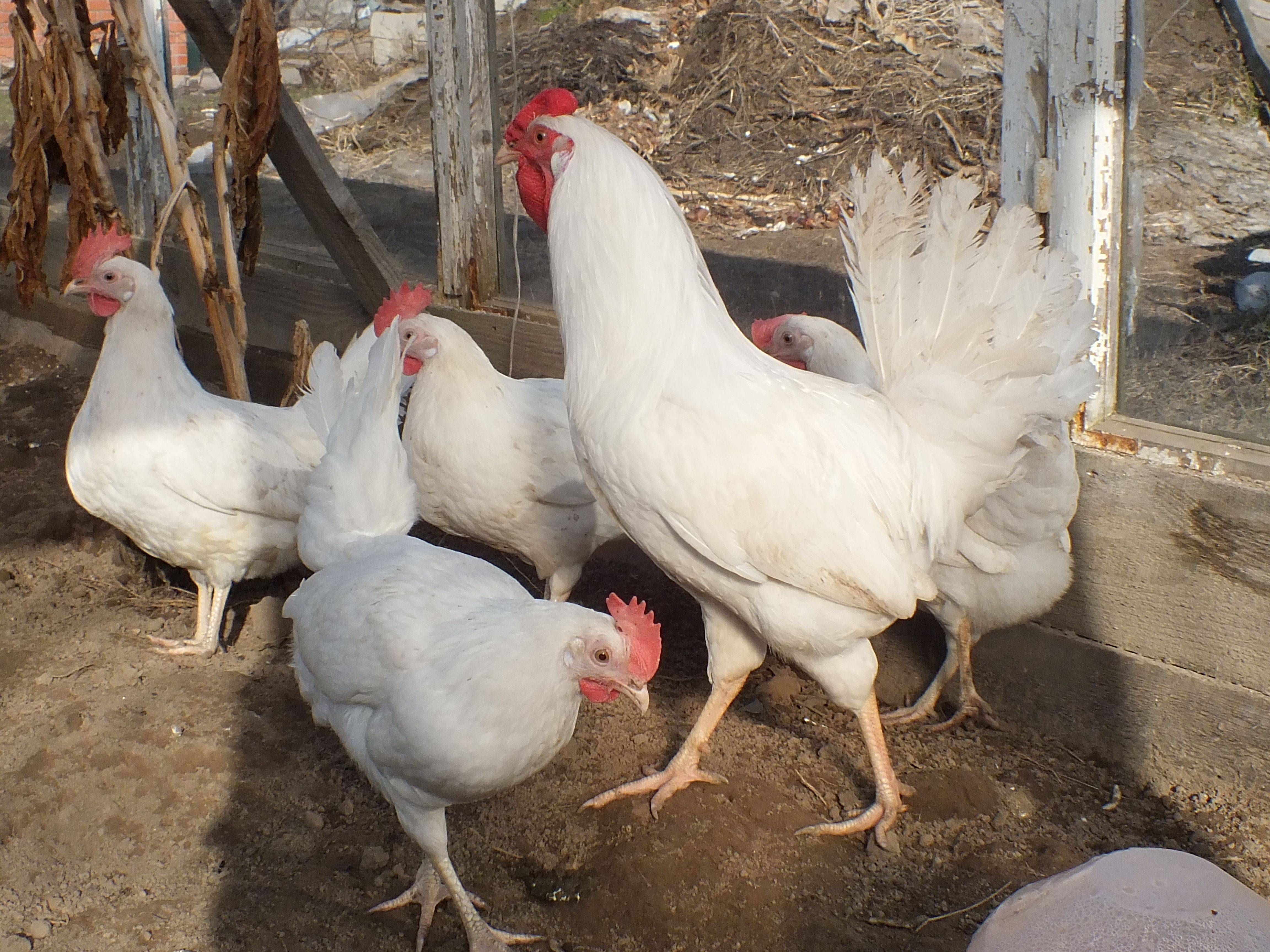 Сусексы колумбийского окраса: описание и выращивание кур