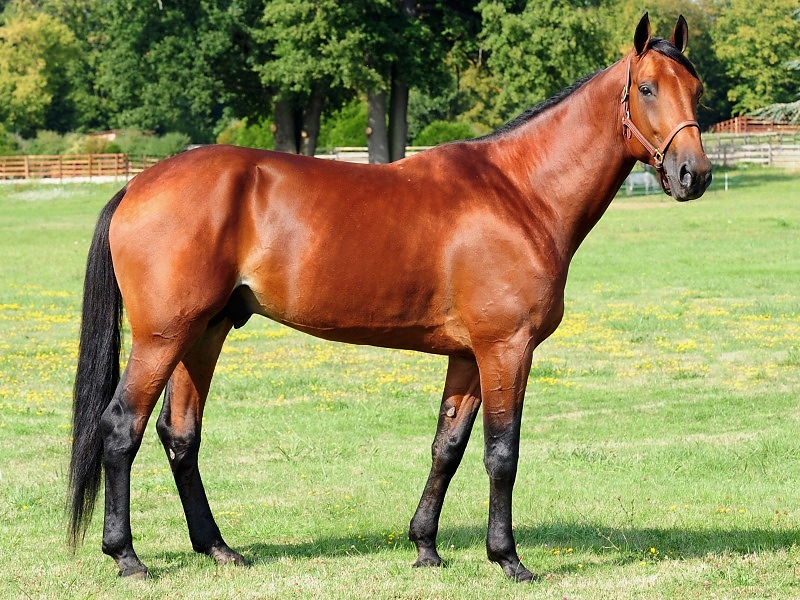 Американская стандартбредная лошадь – самая резвая на планете