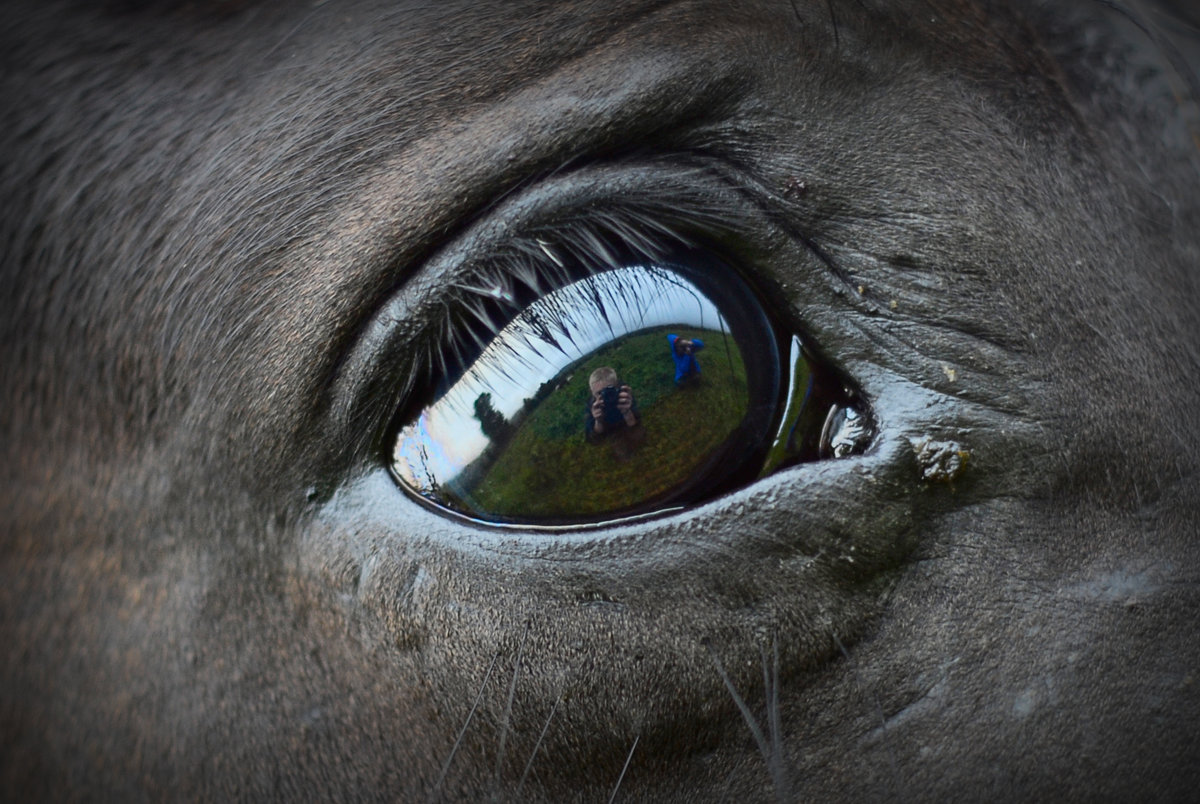 Глаза лошади: особенности строения и зрительного анализатора