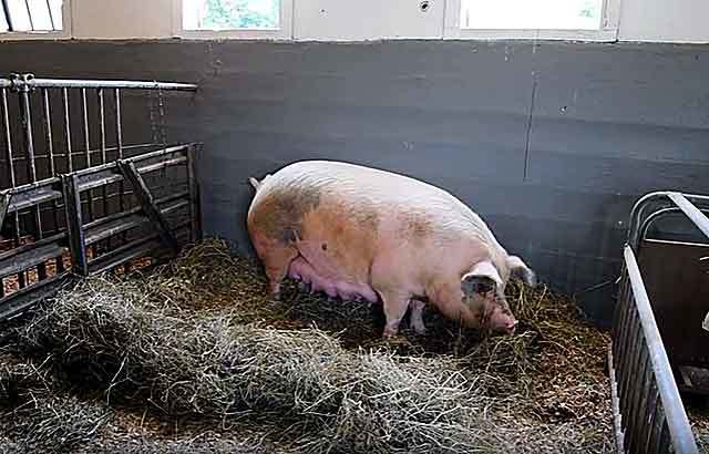 Опорос свиньи: как рожает свинья, сколько приносит поросят и многое другое