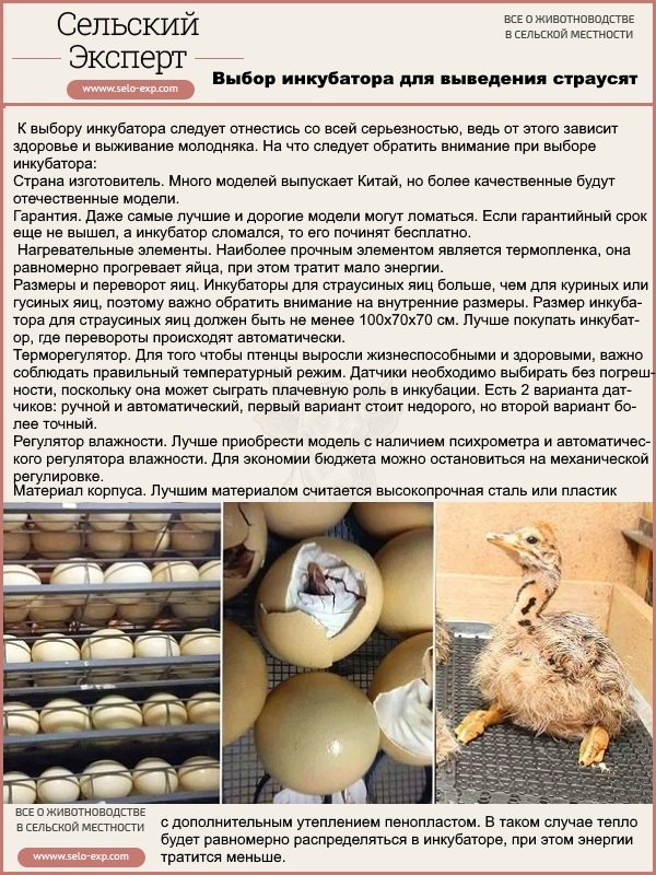 Инкубация яиц: диагностика ошибок режима инкубирования (часть третья) | fermer.ru - фермер.ру - главный фермерский портал - все о бизнесе в сельском хозяйстве. форум фермеров.
