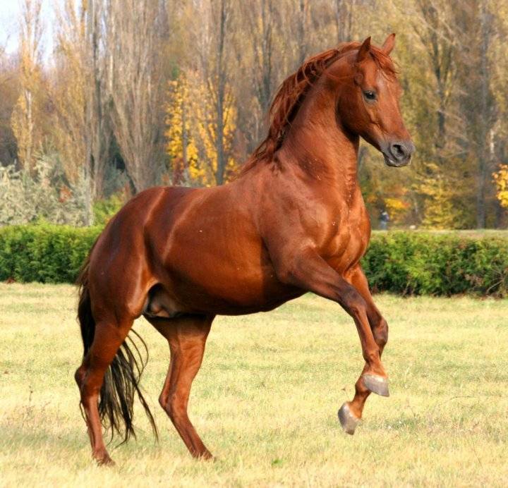 Физические параметры самой быстрой и выносливой лошади в мире