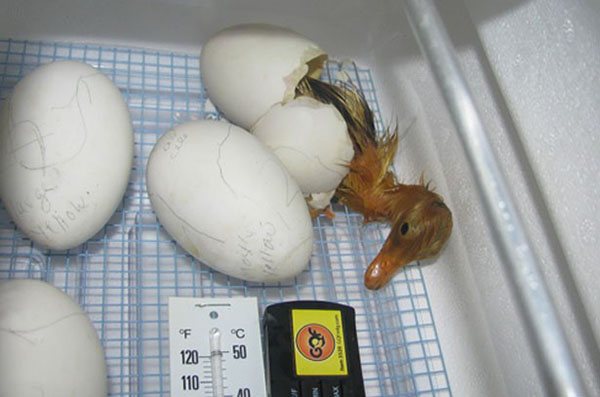 Сколько дней утка может сидеть на яйцах: детальный фото- и видеообзор