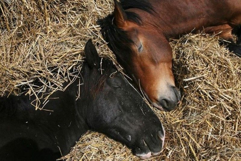 Почему лошадь, пони и другие животные спят стоя или лежа