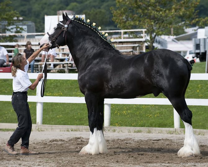 Порода лошадей шайр: описание, характеристики и фото