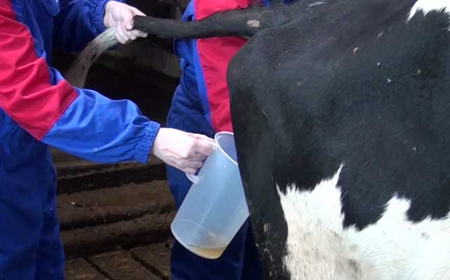 Ацидоз у коров: причины, симптомы и лечение