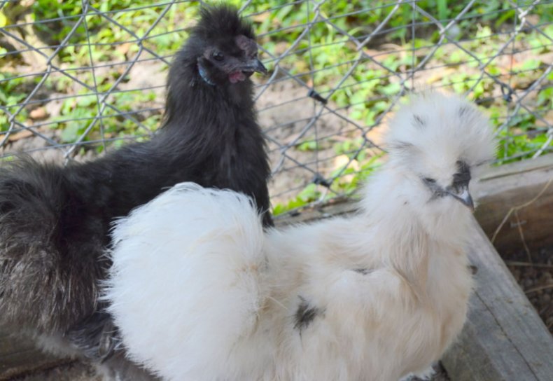 Китайская шелковая курица как определить пол — про кур