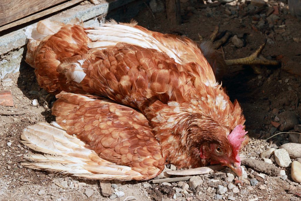 Паратиф птиц или сальмонеллез: почему возникает у кур, как его диагностировать и лечить?