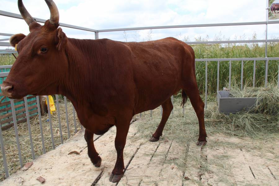 Казахская белоголовая порода коров: описание и характеристика