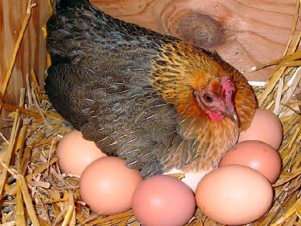 Сколько дней курица несушка высиживает яйца: описание процесса выведения цыплят
