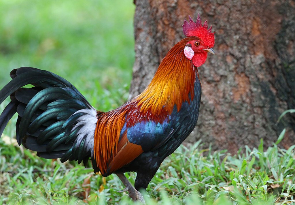 Дикая курица: виды, описание, характеристики и одомашнивание