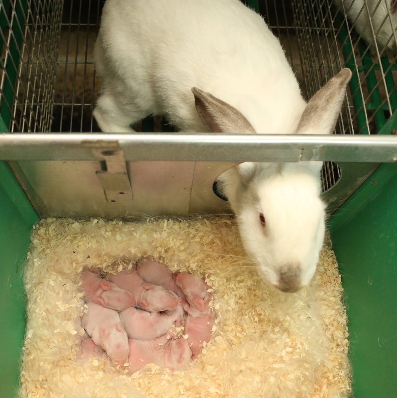 Отсадка крольчат от крольчихи: сроки и правила