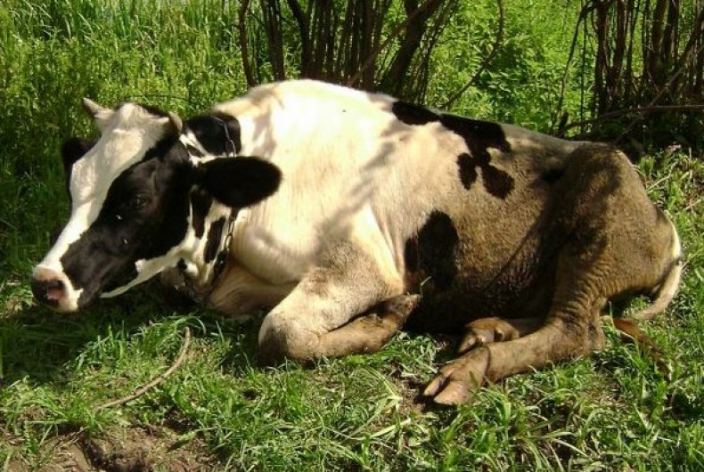Болезни коров и их симптомы — подробный обзор