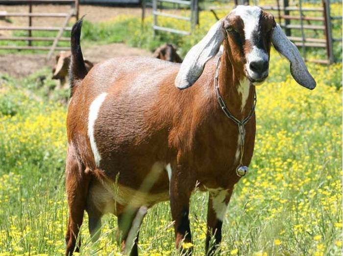 23 мясные породы коз с фото и описанием