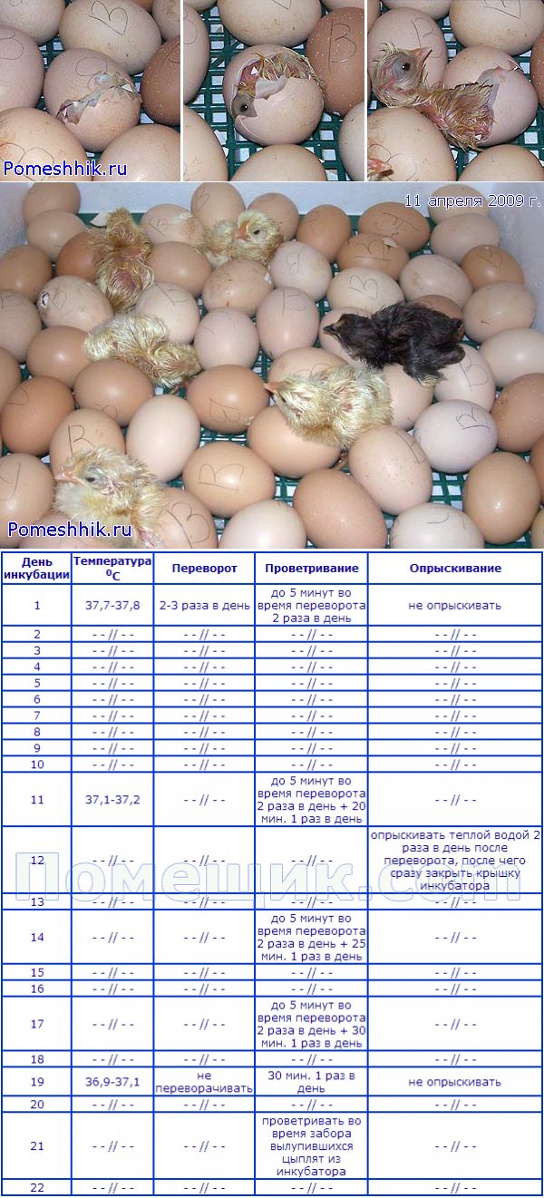 Инкубация фазанов в инкубаторе дома: правильная температура и сроки