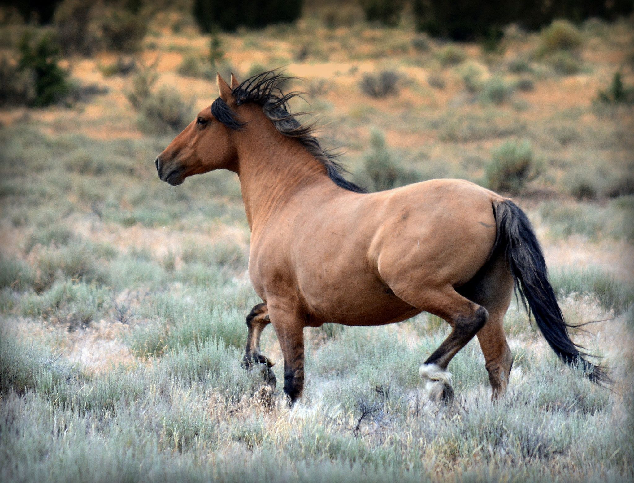 Мустанг лошадь (фото): великолепие, рожденное в прериях - kot-pes