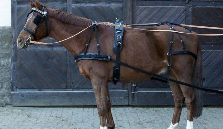 Амуниция для лошадей: в снаряжение для коня входят ошейник, хомут, стремена, ногавки