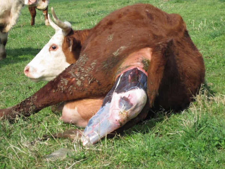 Подготовка к родам: сколько дней корова вынашивает теленка?