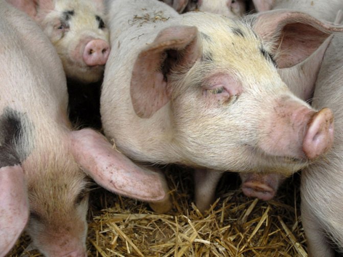 Чем лечится рожа у свиней. лечение рожи у свиньи в домашних условиях. меры борьбы и профилактики рожи свиней