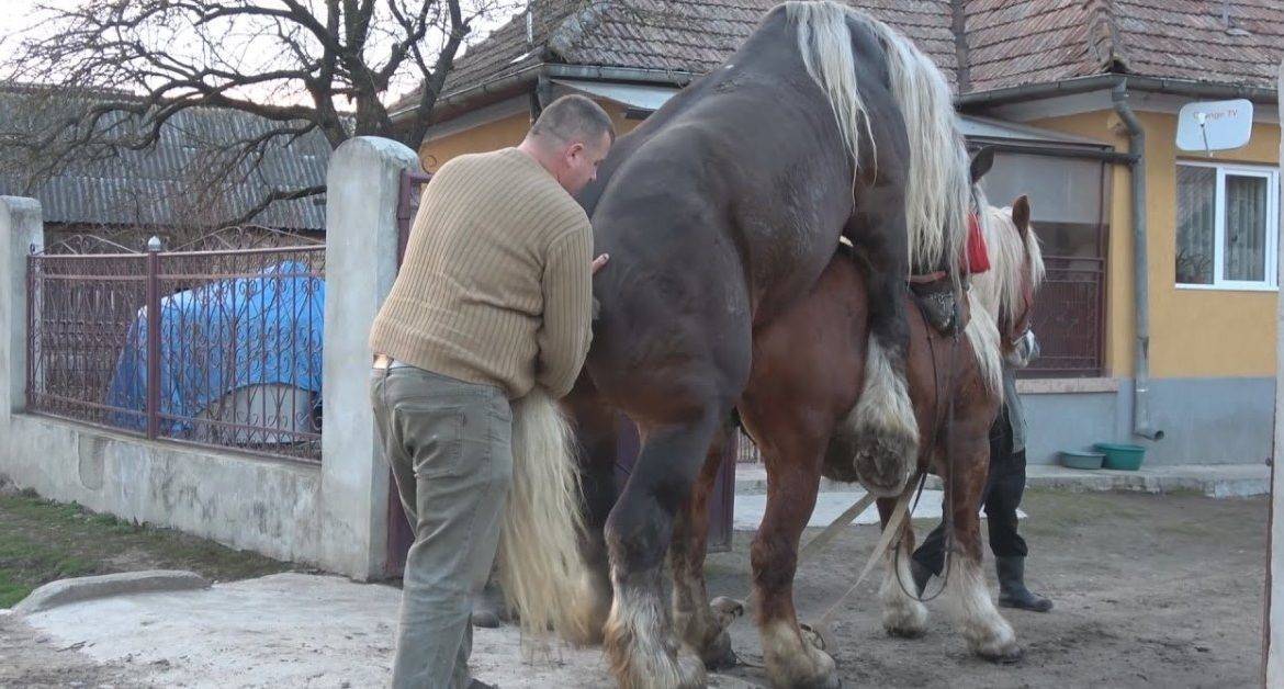 Разведение лошадей в домашних условиях: спаривание, видео