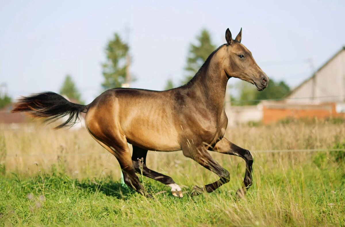 Ахалтекинская лошадь – особенности уникальной породы, размер, вес и основные масти животного