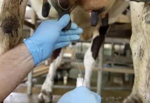 Лейкоз у коров: симптомы у крс, можно ли пить молоко, чем опасен для человека