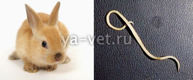 Глисты у кроликов: симптомы и лечение препаратами и народными средствами