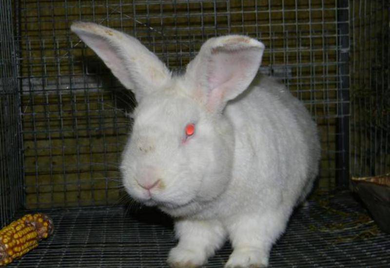 Белый паннон: характеристика и описание породы кроликов