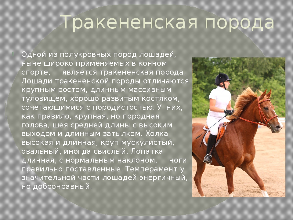 О тракененской породе лошадей: характеристика тракена и его особенности