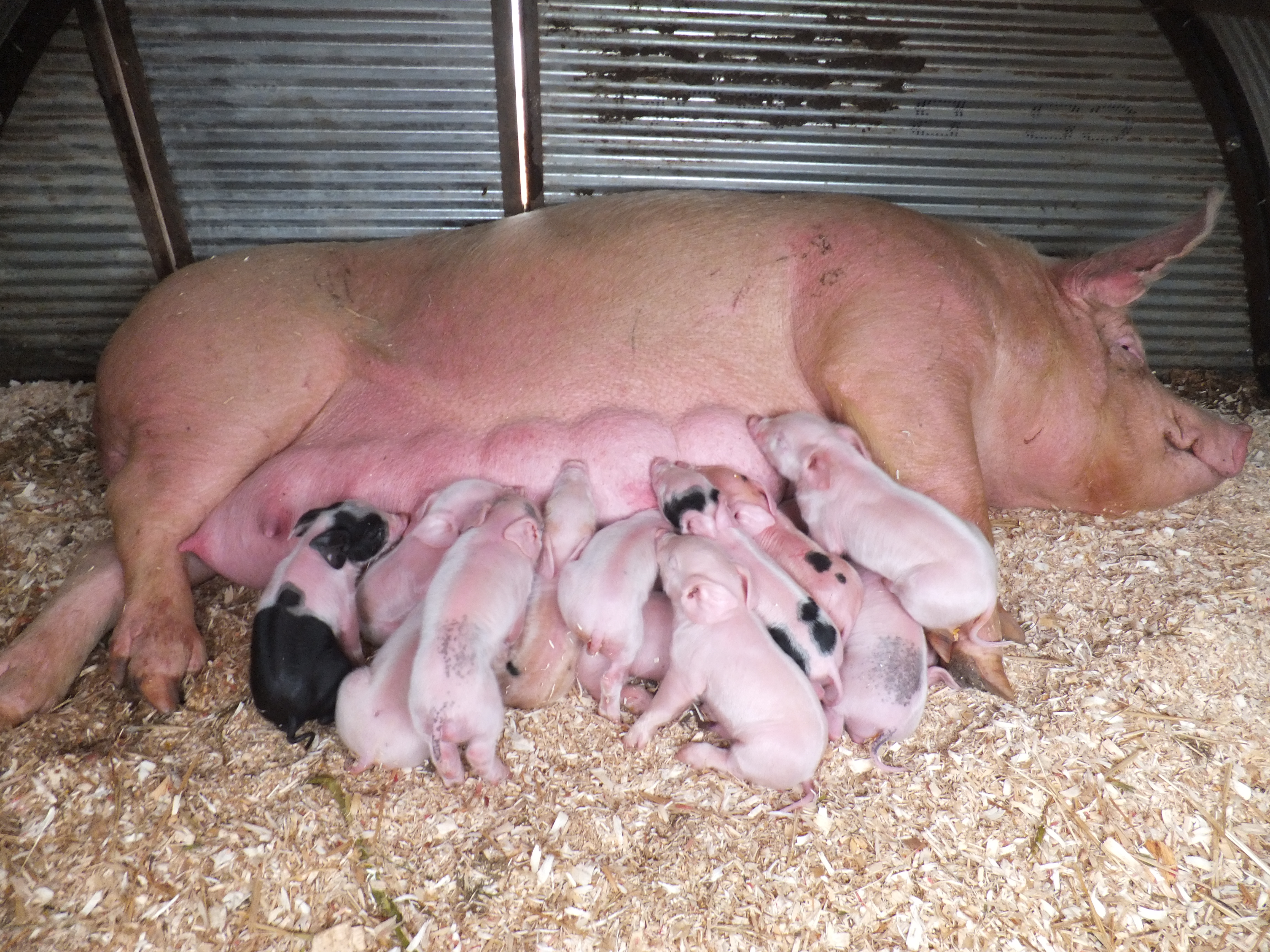 Опорос свиней в домашних условиях и период беременности: уход и содержание поросят